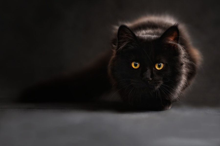 Povery, čierna mačka